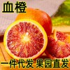 预售四川塔罗科血橙10斤水果新鲜当季整箱包邮手剥橙红心肉橙子