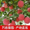 陕西农副产品洛川红富士苹果30枚70装新鲜水果 整箱10斤一件代发