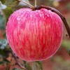 陕西红富士苹果新鲜水果3/5/9斤孕妇水果整箱代发