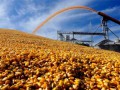 玉米价格创四年新高，还会继续上涨吗？