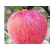 苹果水果10斤新鲜当季烟台红富士一整箱批应季脆甜冰糖心丑苹果脆
