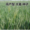 大麦种子 高产型种绿肥农作物 猫草若叶种子 种植可榨汁